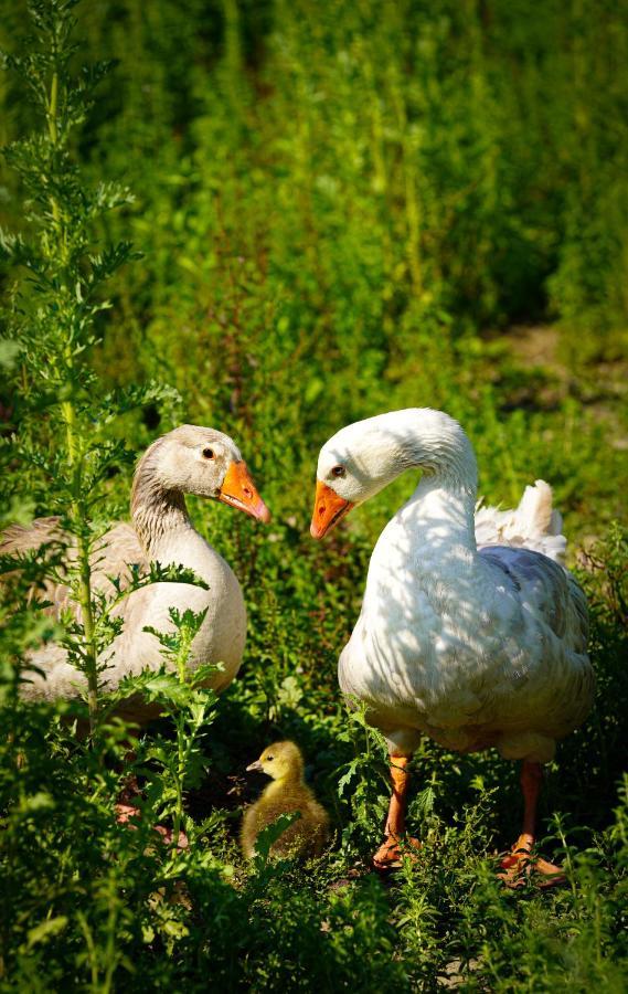 קאסטלו בראנקו Arca Dos Animais - Farming & Spa מראה חיצוני תמונה